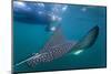 Spotted Eagle Ray (Aetobatus Narinari) Underwater, Leon Dormido Is, San Cristobal Island, Ecuador-Michael Nolan-Mounted Photographic Print