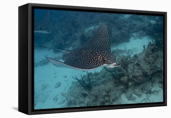 Spotted Eagle Ray (Aetobatus Narinari).-Stephen Frink-Framed Stretched Canvas