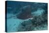 Spotted Eagle Ray (Aetobatus Narinari).-Stephen Frink-Stretched Canvas