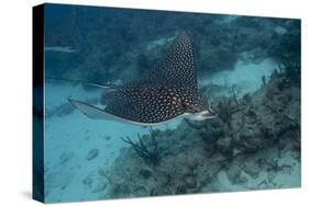 Spotted Eagle Ray (Aetobatus Narinari).-Stephen Frink-Stretched Canvas