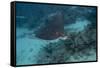 Spotted Eagle Ray (Aetobatus Narinari).-Stephen Frink-Framed Stretched Canvas