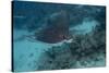 Spotted Eagle Ray (Aetobatus Narinari).-Stephen Frink-Stretched Canvas