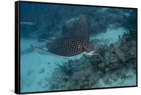 Spotted Eagle Ray (Aetobatus Narinari).-Stephen Frink-Framed Stretched Canvas