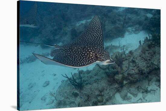 Spotted Eagle Ray (Aetobatus Narinari).-Stephen Frink-Stretched Canvas