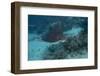 Spotted Eagle Ray (Aetobatus Narinari).-Stephen Frink-Framed Photographic Print