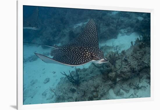 Spotted Eagle Ray (Aetobatus Narinari).-Stephen Frink-Framed Photographic Print