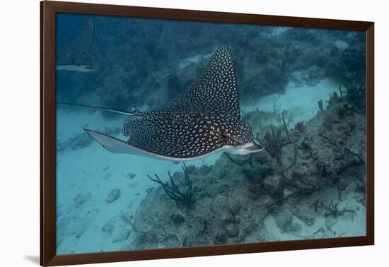 Spotted Eagle Ray (Aetobatus Narinari).-Stephen Frink-Framed Photographic Print