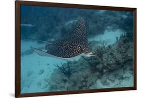 Spotted Eagle Ray (Aetobatus Narinari).-Stephen Frink-Framed Photographic Print