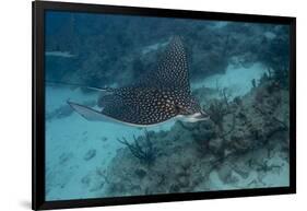 Spotted Eagle Ray (Aetobatus Narinari).-Stephen Frink-Framed Photographic Print