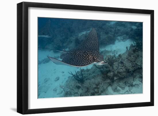 Spotted Eagle Ray (Aetobatus Narinari).-Stephen Frink-Framed Photographic Print