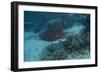 Spotted Eagle Ray (Aetobatus Narinari).-Stephen Frink-Framed Photographic Print