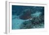 Spotted Eagle Ray (Aetobatus Narinari).-Stephen Frink-Framed Photographic Print