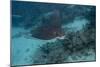 Spotted Eagle Ray (Aetobatus Narinari).-Stephen Frink-Mounted Photographic Print