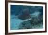 Spotted Eagle Ray (Aetobatus Narinari).-Stephen Frink-Framed Photographic Print