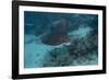 Spotted Eagle Ray (Aetobatus Narinari).-Stephen Frink-Framed Photographic Print