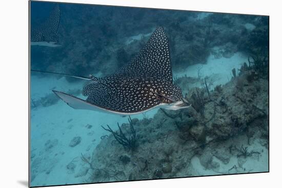 Spotted Eagle Ray (Aetobatus Narinari).-Stephen Frink-Mounted Photographic Print