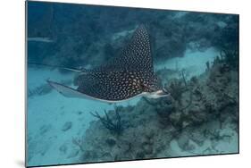 Spotted Eagle Ray (Aetobatus Narinari).-Stephen Frink-Mounted Photographic Print