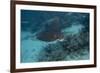 Spotted Eagle Ray (Aetobatus Narinari).-Stephen Frink-Framed Photographic Print