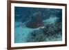 Spotted Eagle Ray (Aetobatus Narinari).-Stephen Frink-Framed Photographic Print