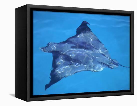 Spotted Eagle Ray, from Above, Tower (Genovesa) Is, Galapagos-Pete Oxford-Framed Stretched Canvas