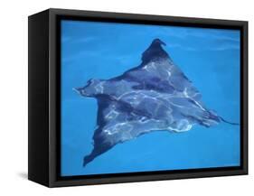 Spotted Eagle Ray, from Above, Tower (Genovesa) Is, Galapagos-Pete Oxford-Framed Stretched Canvas