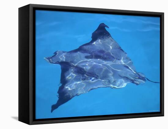 Spotted Eagle Ray, from Above, Tower (Genovesa) Is, Galapagos-Pete Oxford-Framed Stretched Canvas