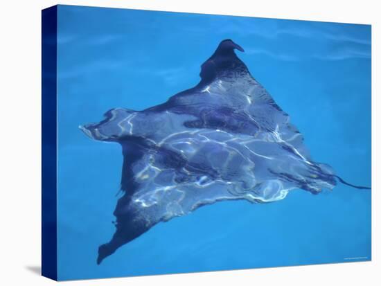 Spotted Eagle Ray, from Above, Tower (Genovesa) Is, Galapagos-Pete Oxford-Stretched Canvas