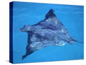 Spotted Eagle Ray, from Above, Tower (Genovesa) Is, Galapagos-Pete Oxford-Stretched Canvas