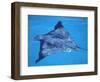 Spotted Eagle Ray, from Above, Tower (Genovesa) Is, Galapagos-Pete Oxford-Framed Premium Photographic Print