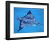 Spotted Eagle Ray, from Above, Tower (Genovesa) Is, Galapagos-Pete Oxford-Framed Premium Photographic Print