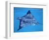 Spotted Eagle Ray, from Above, Tower (Genovesa) Is, Galapagos-Pete Oxford-Framed Premium Photographic Print