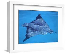 Spotted Eagle Ray, from Above, Tower (Genovesa) Is, Galapagos-Pete Oxford-Framed Premium Photographic Print