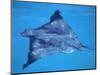 Spotted Eagle Ray, from Above, Tower (Genovesa) Is, Galapagos-Pete Oxford-Mounted Premium Photographic Print