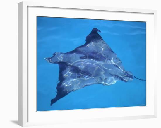 Spotted Eagle Ray, from Above, Tower (Genovesa) Is, Galapagos-Pete Oxford-Framed Photographic Print