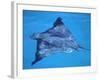 Spotted Eagle Ray, from Above, Tower (Genovesa) Is, Galapagos-Pete Oxford-Framed Photographic Print