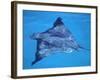 Spotted Eagle Ray, from Above, Tower (Genovesa) Is, Galapagos-Pete Oxford-Framed Photographic Print