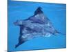 Spotted Eagle Ray, from Above, Tower (Genovesa) Is, Galapagos-Pete Oxford-Mounted Photographic Print