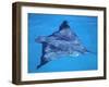 Spotted Eagle Ray, from Above, Tower (Genovesa) Is, Galapagos-Pete Oxford-Framed Photographic Print