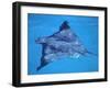 Spotted Eagle Ray, from Above, Tower (Genovesa) Is, Galapagos-Pete Oxford-Framed Photographic Print