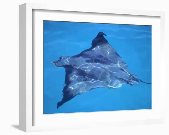 Spotted Eagle Ray, from Above, Tower (Genovesa) Is, Galapagos-Pete Oxford-Framed Photographic Print