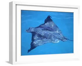 Spotted Eagle Ray, from Above, Tower (Genovesa) Is, Galapagos-Pete Oxford-Framed Photographic Print