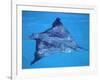 Spotted Eagle Ray, from Above, Tower (Genovesa) Is, Galapagos-Pete Oxford-Framed Photographic Print