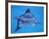 Spotted Eagle Ray, from Above, Tower (Genovesa) Is, Galapagos-Pete Oxford-Framed Photographic Print