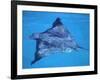 Spotted Eagle Ray, from Above, Tower (Genovesa) Is, Galapagos-Pete Oxford-Framed Photographic Print