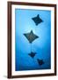 Spotted eagle ray school, Kagi kandhu, ;North Male Atoll, Maldives, Indian Ocean.-Jordi Chias-Framed Photographic Print