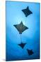 Spotted eagle ray school, Kagi kandhu, ;North Male Atoll, Maldives, Indian Ocean.-Jordi Chias-Mounted Photographic Print