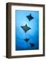 Spotted eagle ray school, Kagi kandhu, ;North Male Atoll, Maldives, Indian Ocean.-Jordi Chias-Framed Photographic Print