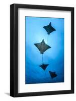 Spotted eagle ray school, Kagi kandhu, ;North Male Atoll, Maldives, Indian Ocean.-Jordi Chias-Framed Photographic Print