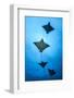 Spotted eagle ray school, Kagi kandhu, ;North Male Atoll, Maldives, Indian Ocean.-Jordi Chias-Framed Photographic Print