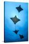 Spotted eagle ray school, Kagi kandhu, ;North Male Atoll, Maldives, Indian Ocean.-Jordi Chias-Stretched Canvas